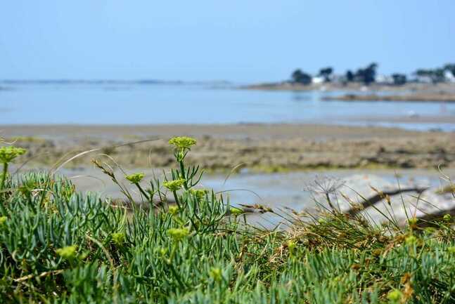 incroyables chemins plantes littoral 2