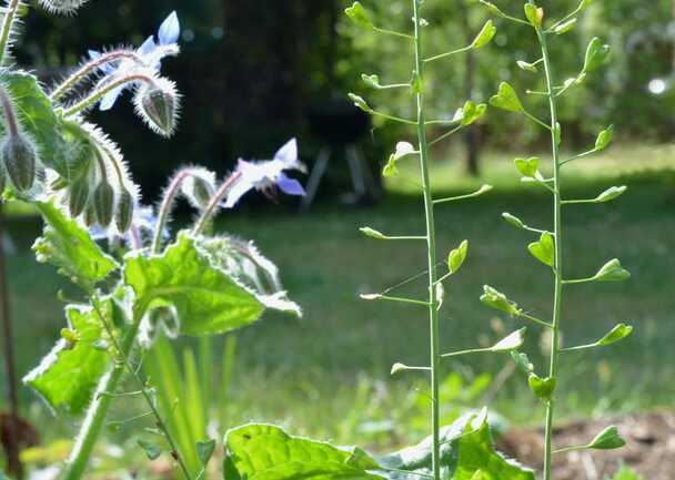 incroyables-chemins-guide-nature-ploemel-erdeven-plouharnel-carnac-morbihan-bretagne-sud