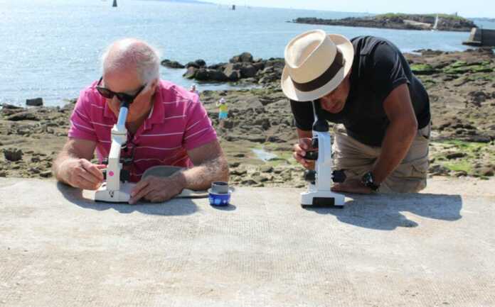 Port-Louis-Observatoire du Plancton-Anim Estran sur microscopes