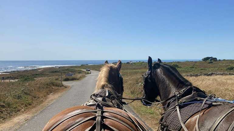 Attelage en Quiberon-Morbihan-Bretagne Sud