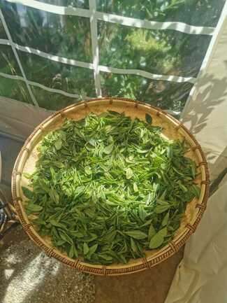 Languidic_JardindeThe_FilleuledesFees_AtelierCueillette
