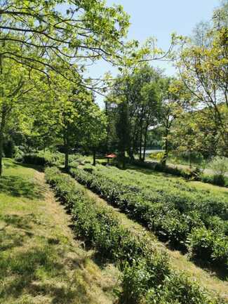 Languidic_JardindeThe_FilleuledesFees_PlantationTheiers