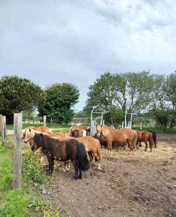 Poneys repos