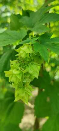Auray_LochAle_Houblon