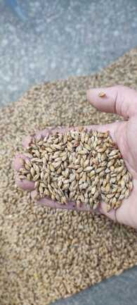 Auray_LochAle_Malt