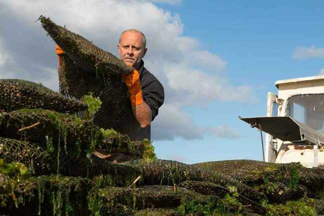La-Cabane-à-Huîtres-Baden-Golfe-du-Morbihan-Bretagne sud