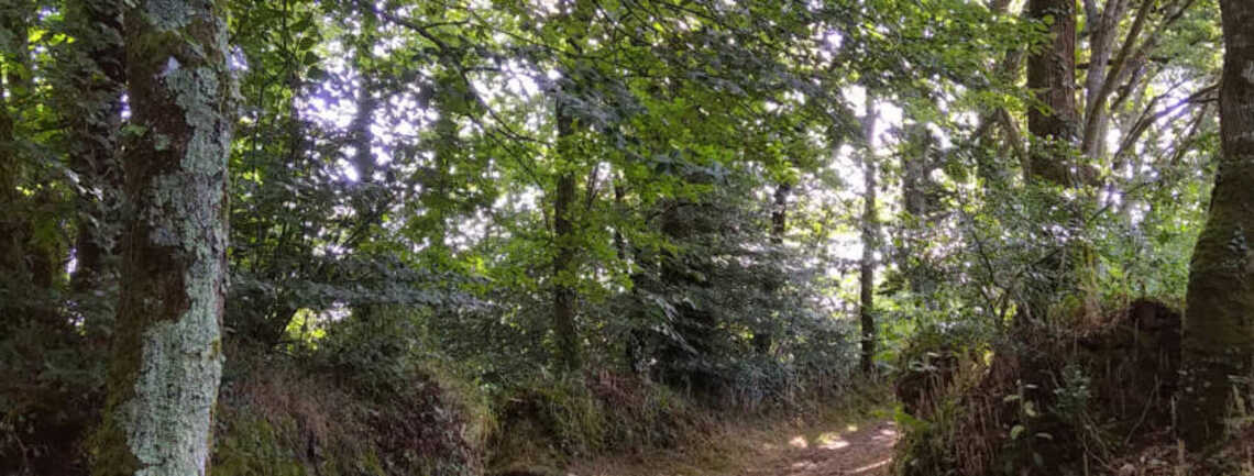 Balade contée à la découverte des arbres 