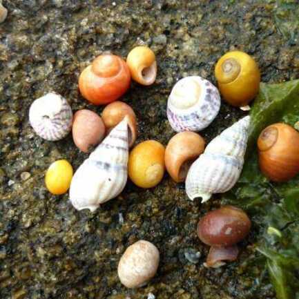 sortie_estran_pêche_à_pied_Trinité-sur-Mer