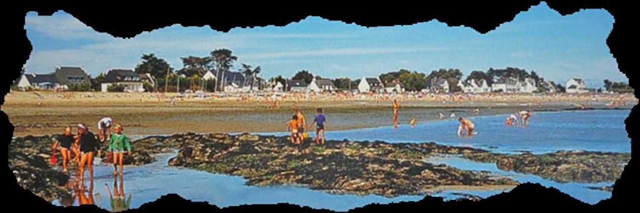 Decouverte Faune Et Flore A Maree Basse Quiberon A Quiberon Agenda Baie De Quiberon