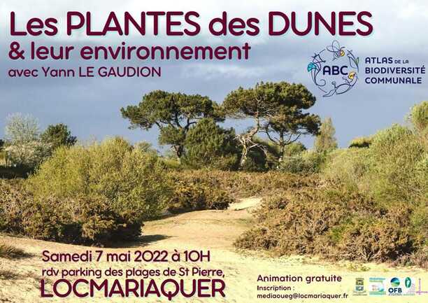 sortie-pnr-locmariaquer-plantes-des-dunes-et-leur-environnement-morbihan-bretagne