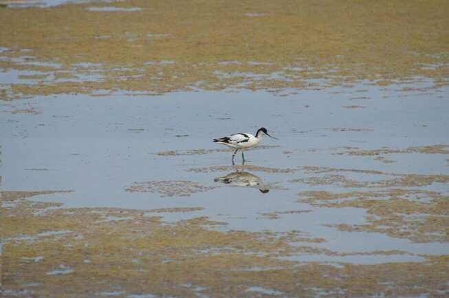 Oiseau dans les landes du Bignac