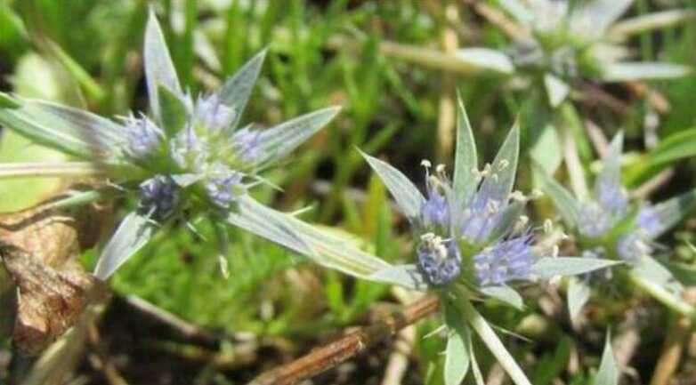 Plantes sauvages