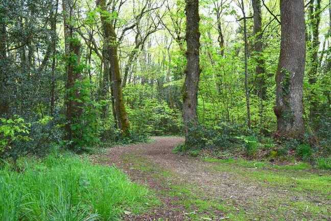 Découverte des plantes des chemins et sous-bois