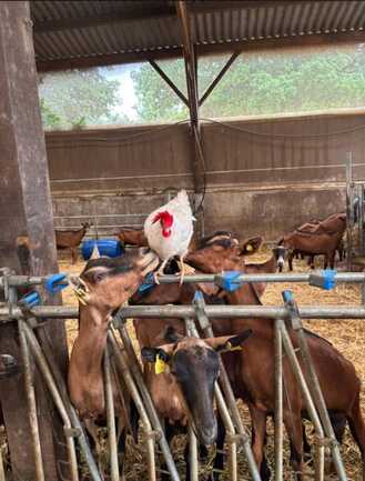 Les Paturettes de Bodavel