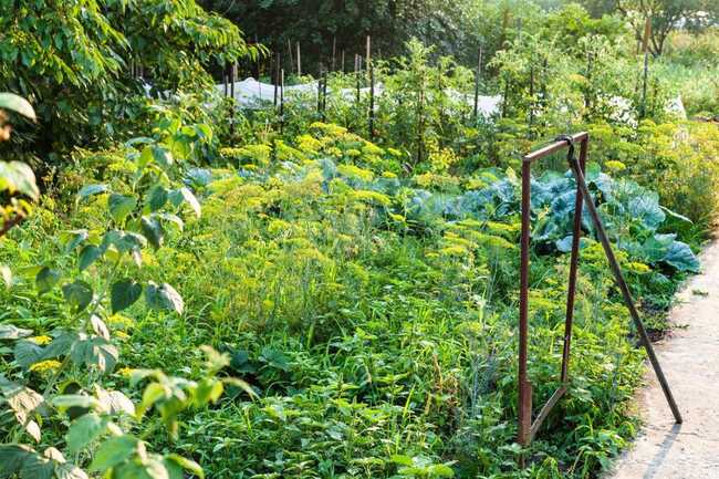 1. Jardin nourricier