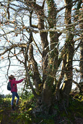 Balade botanique arbres hiver incroyables chemins