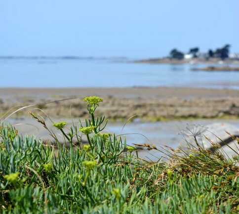 incroyables-chemins-balade-plantes-medicinales-littoral-comestibles-morbihan-carnac-etel-quiberon-auray-ploemel-e1740503263167