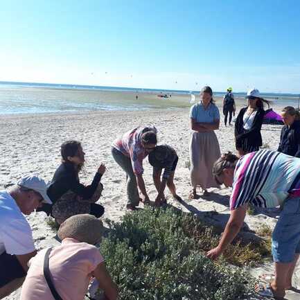 incroyables-chemins-balade-decouverte-plante-medicinale-littoral-comestibles-morbihan-carnac-plouharnel-auray-ploemel