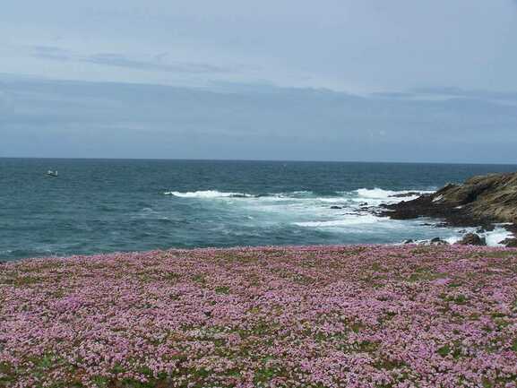 Ferriere2Quiberon6