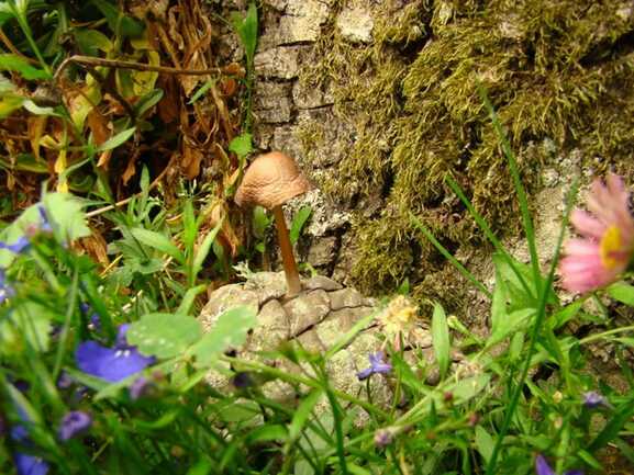 champignon sur une pomme de pin