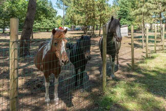 camping-les-Bruyères-carnac-morbihan-bretagne-sud-poneys