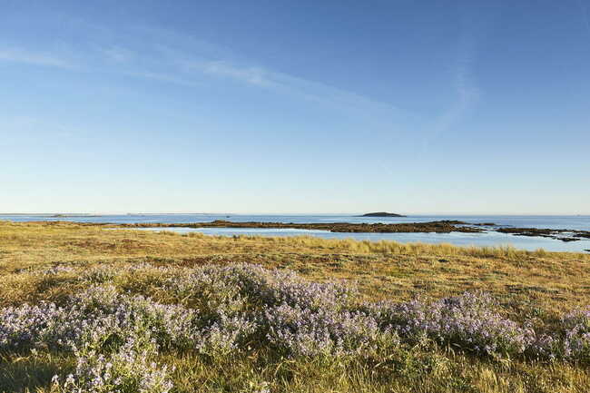 vegetation-dune-erdeven_1008x671