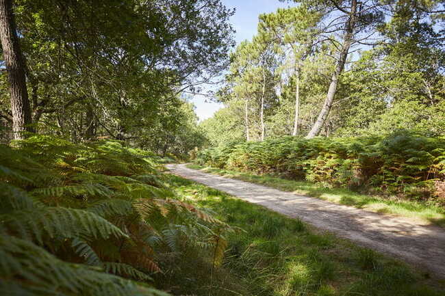 sentier-foret-erdeven_792x528