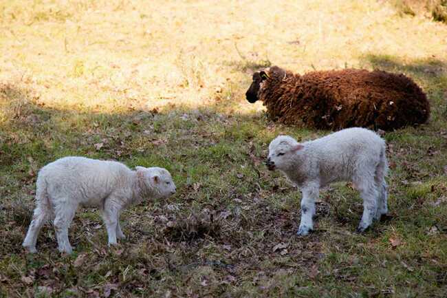 Vue-moutons-Petit-train-touristique-Carnac-Morbihan-Bretagne-Sud