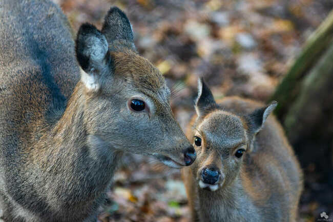 Cerf Sika
