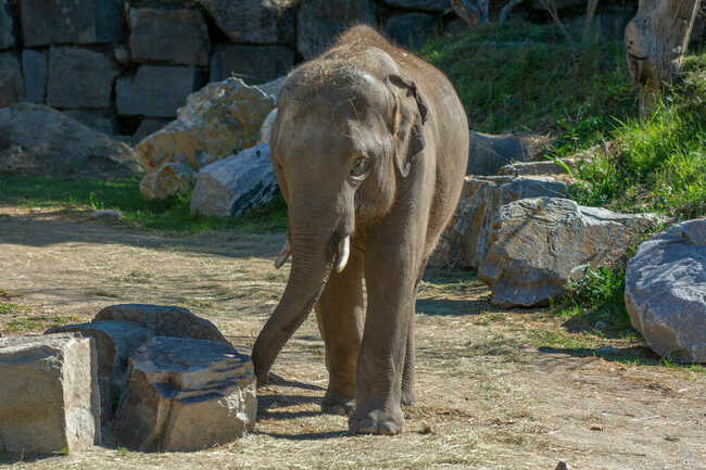 Eléphant d'Asie