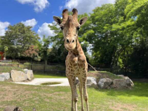 Girafe