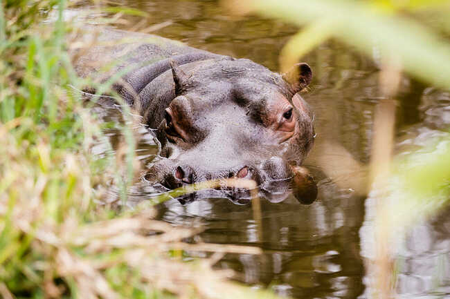 Hippo