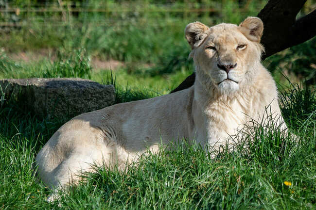 Lion blanc