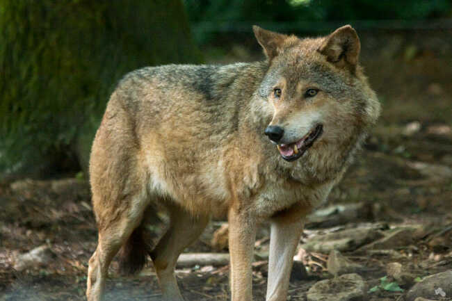 Loup gris