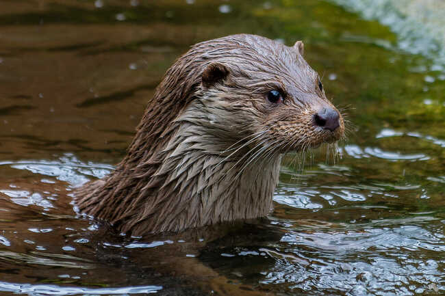 Loutre d'Europe