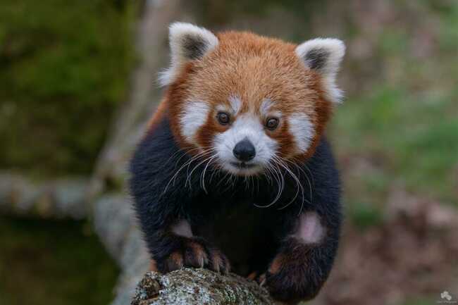 Panda roux_Crédit Julien Dujardin (1)