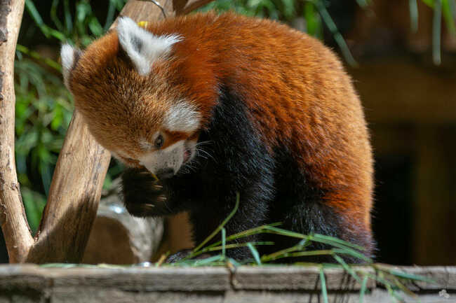 Panda roux