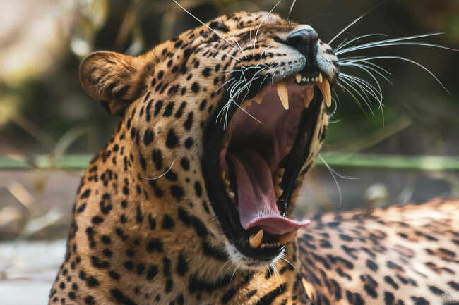 Panthère du Sri Lanka