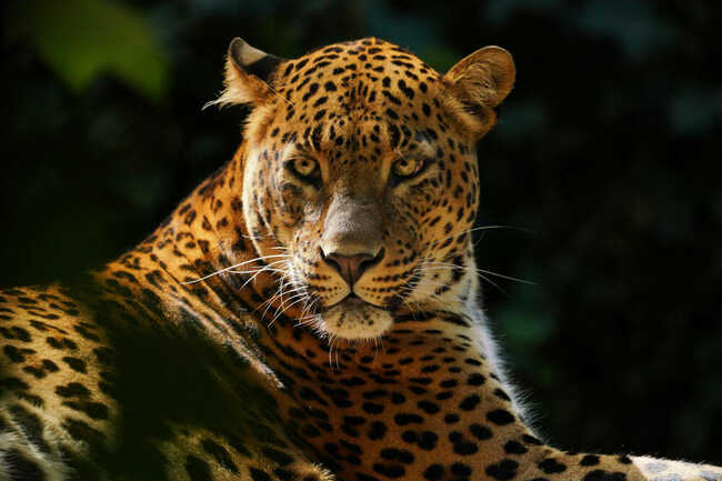 Panthère du Sri Lanka