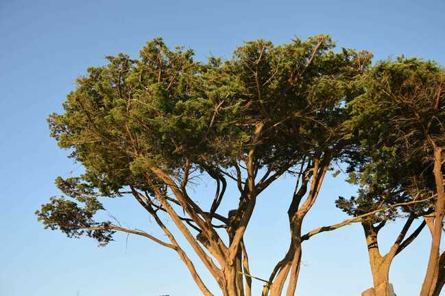 BERG IMMOBILIER- Plouharnel -Morbihan- Bretagne sud