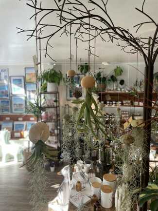 AURAY OXALIS-BOUTIK TILLANDSIA