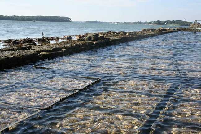 Huître de la Baie de Locoal