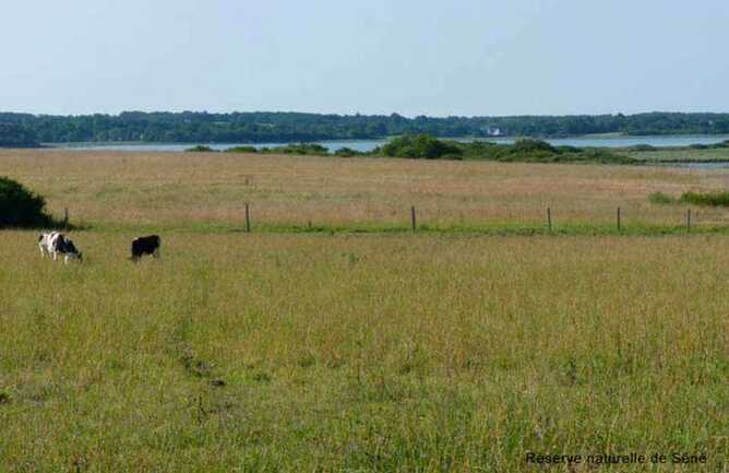 Réserve-naturelle-Séné-Golfe-du-Morbihan-Bretagne sud