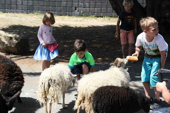 Site Ecolabel entretenu par les moutons