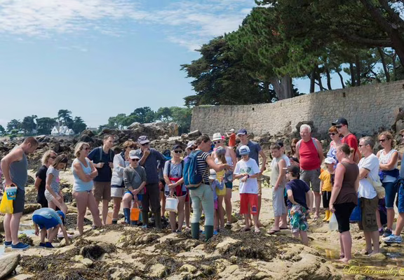 guide-nature-melanie-chouan-trinite-sur-mer-morbihan-bretagne-sud