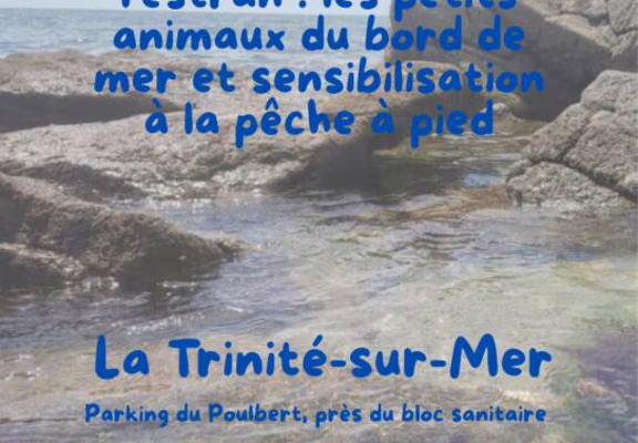 Découverte de l'estran 