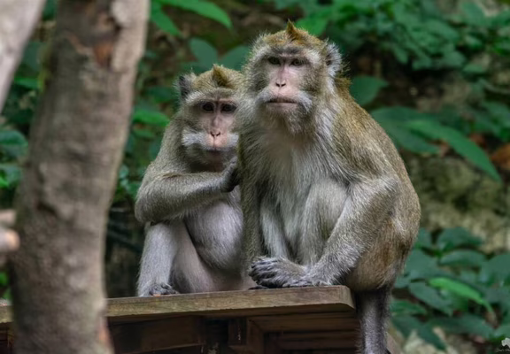 Macaque crabier