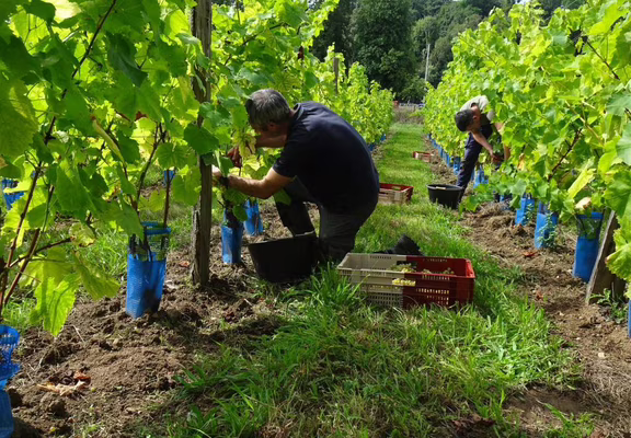 vendanges_2024