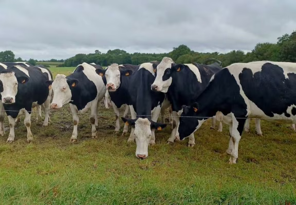 Vaches