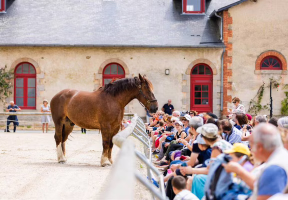 Reportage_Haras_Hennebont_QAPTUR_HD7